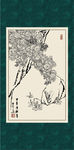 白描菊花