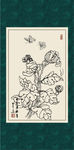 白描菊花