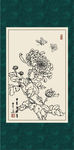 白描菊花