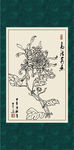 白描菊花