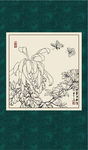 白描菊花