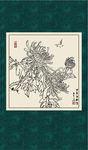 白描菊花