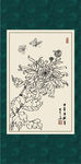 白描菊花