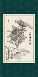 白描菊花