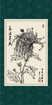 白描菊花