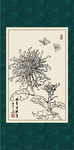 白描菊花