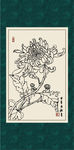 白描菊花