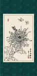 白描菊花