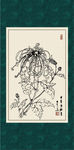 白描菊花