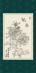 白描菊花