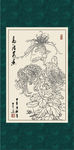 白描菊花