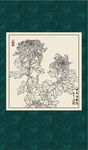 白描菊花