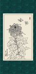 白描菊花