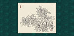 白描菊花