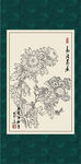 白描菊花