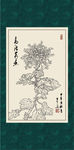 白描菊花