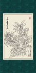 白描菊花