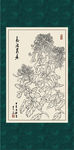 白描菊花