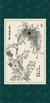 白描菊花