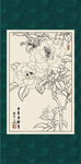白描茶花