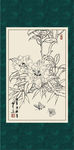 白描茶花
