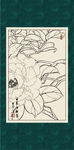 白描茶花