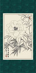 白描茶花