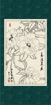 白描茶花