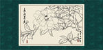 白描茶花