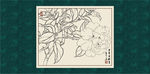 白描茶花