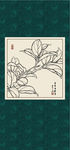 白描茶花