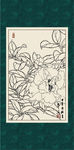 白描茶花