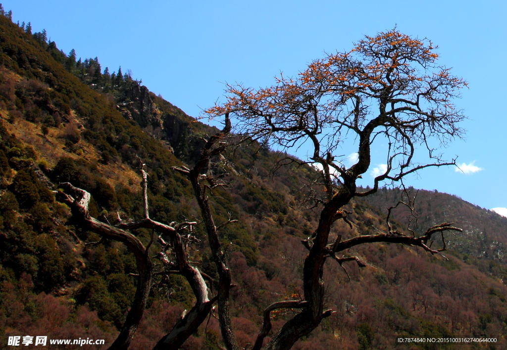 四姑娘山