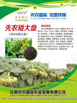 葵花广告