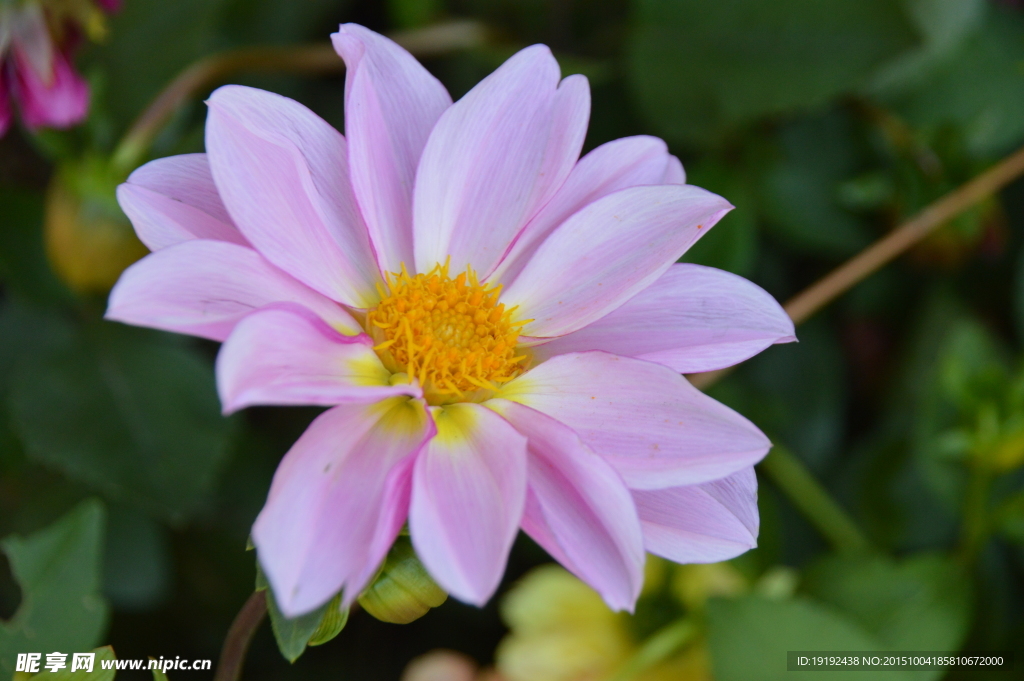 小丽花