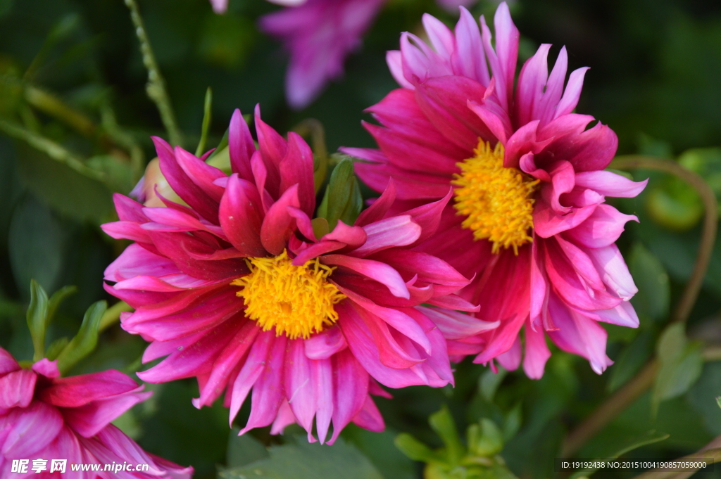 小丽花