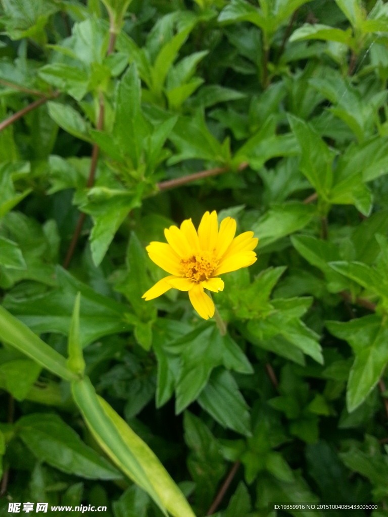 花卉特写