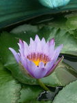 花卉特写