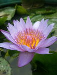 花卉特写