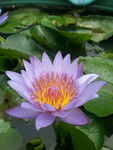 花卉特写
