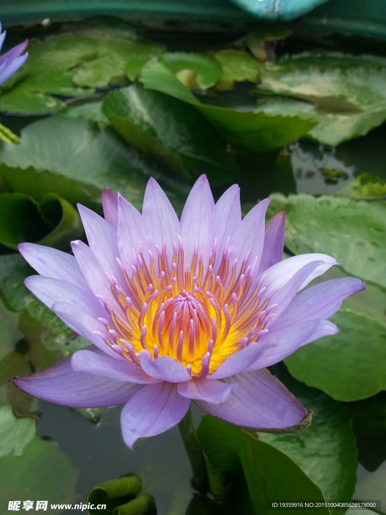 花卉特写