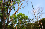 小树