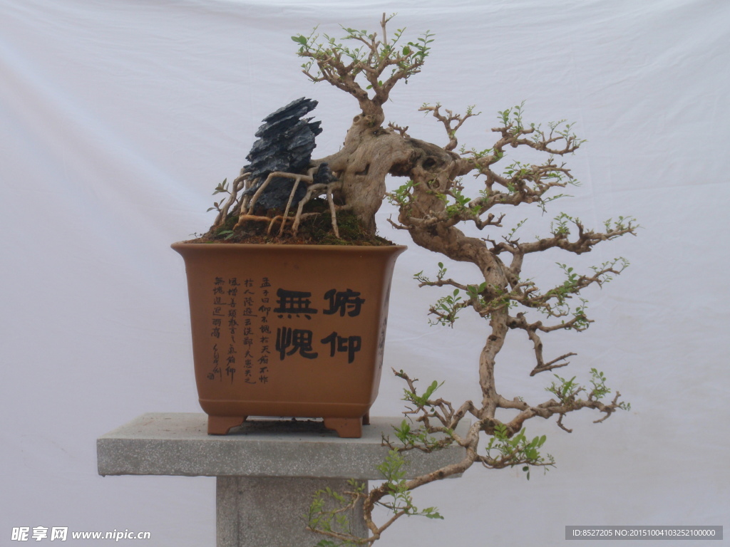 盆景