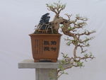 盆景