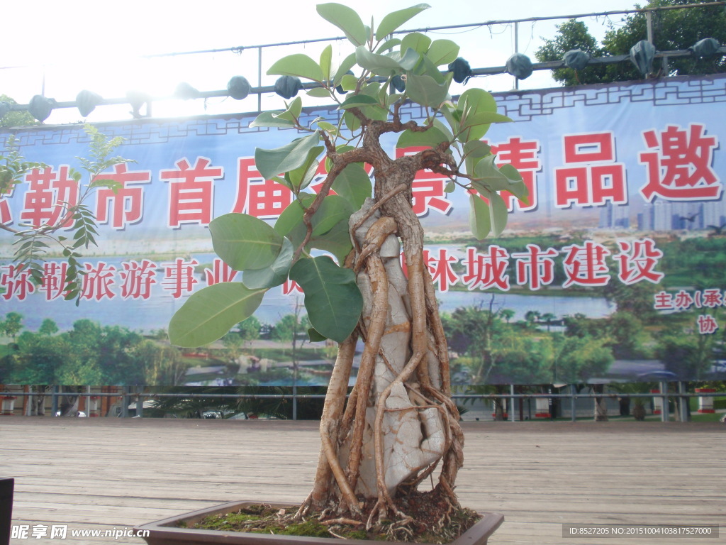 盆景