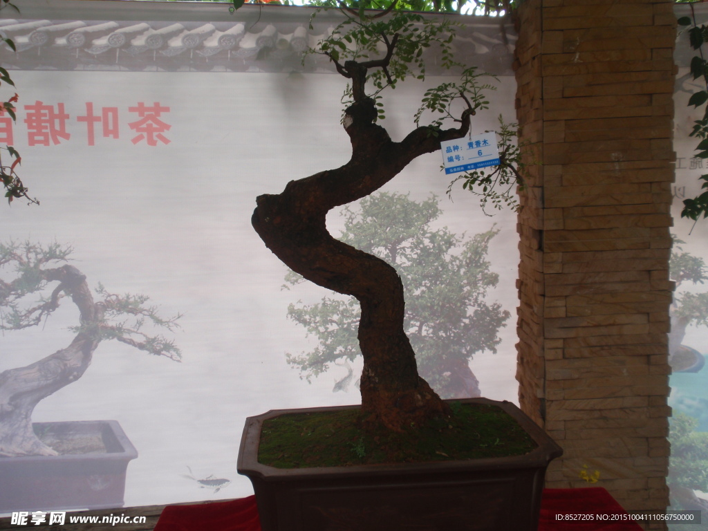 盆景
