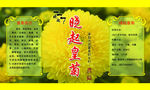 晓起皇菊