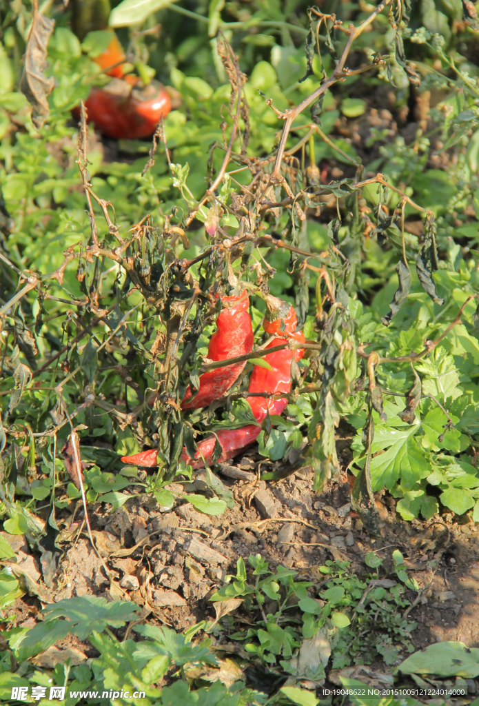 红辣椒菜园子