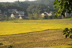 田园风光