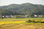 田野